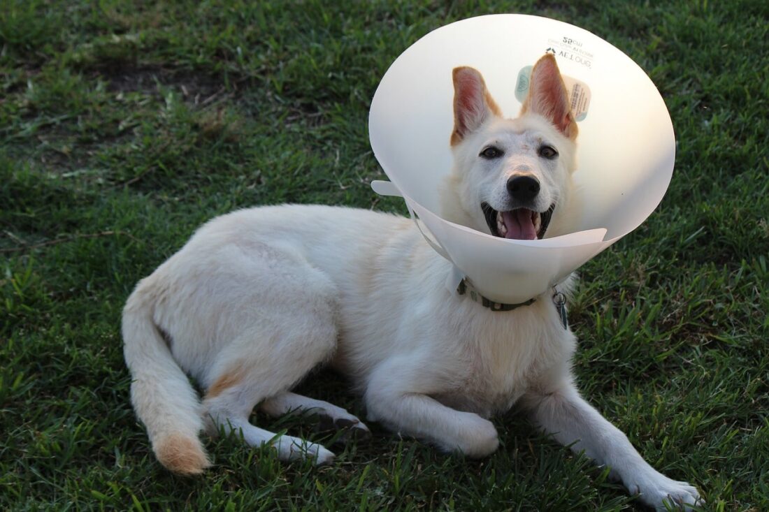 should i leave the cone on my dog at night