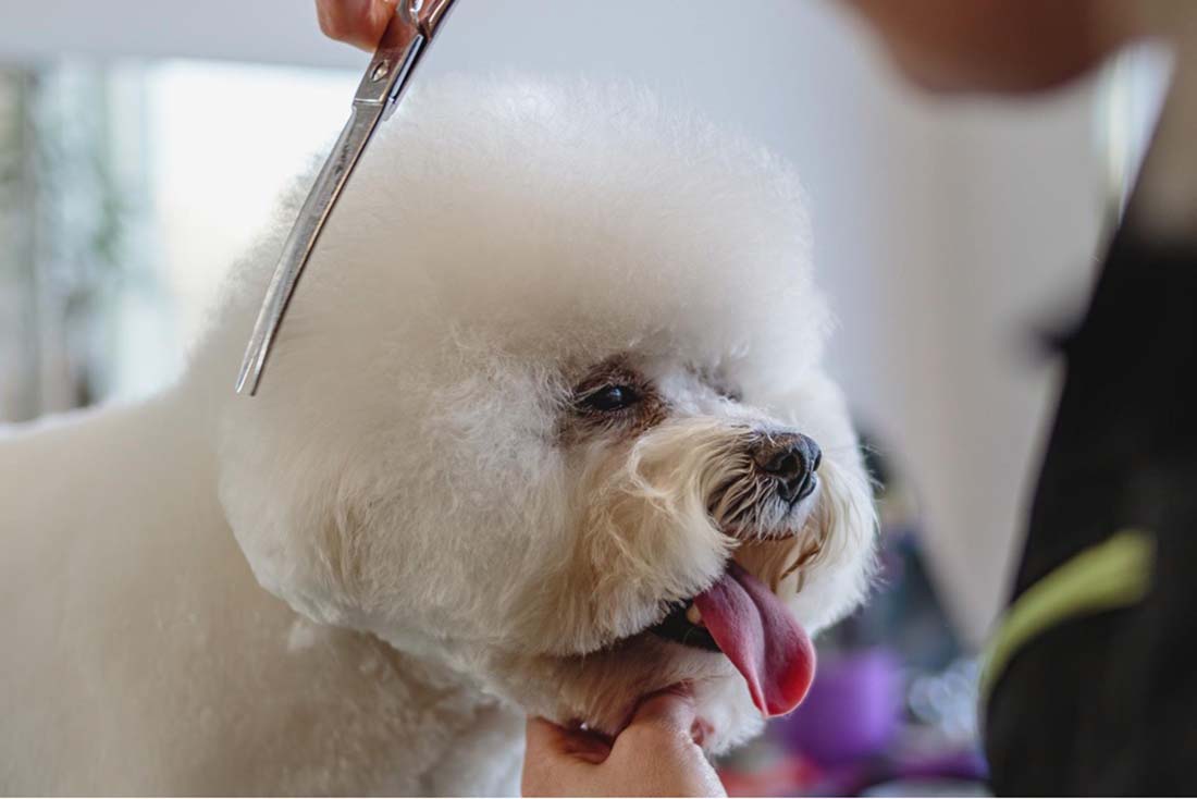 How Much Do Mobile Dog Groomers Earn