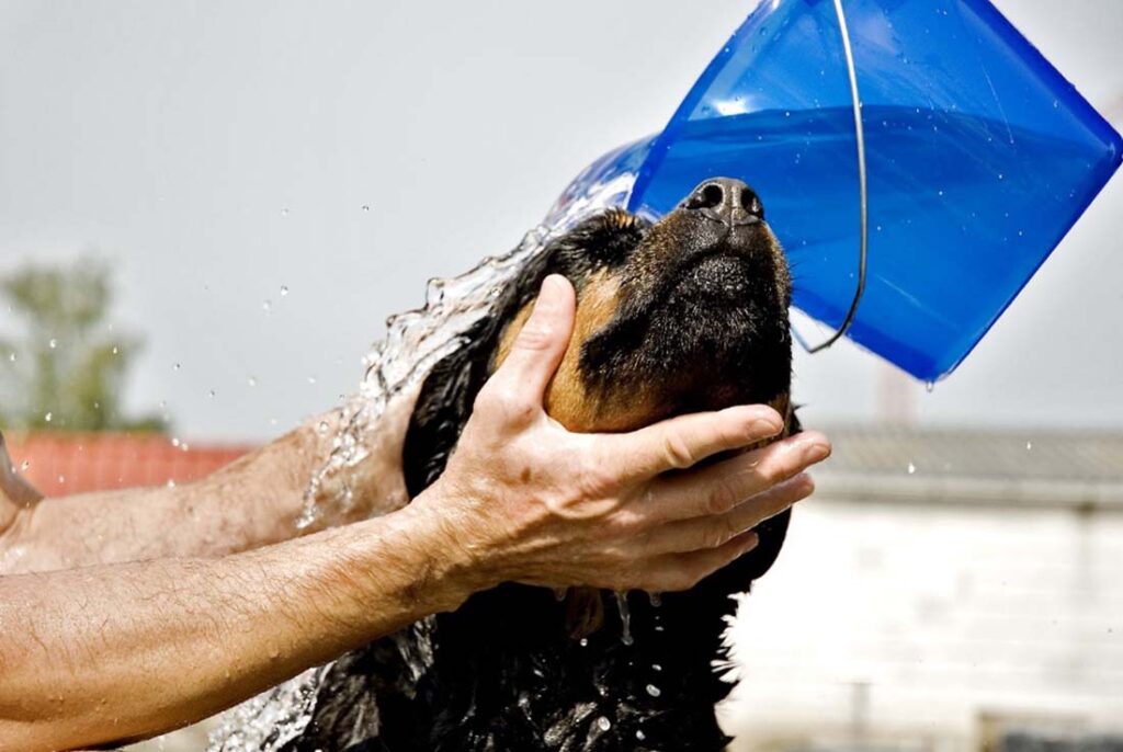 how to keep your dog from smelling in between baths