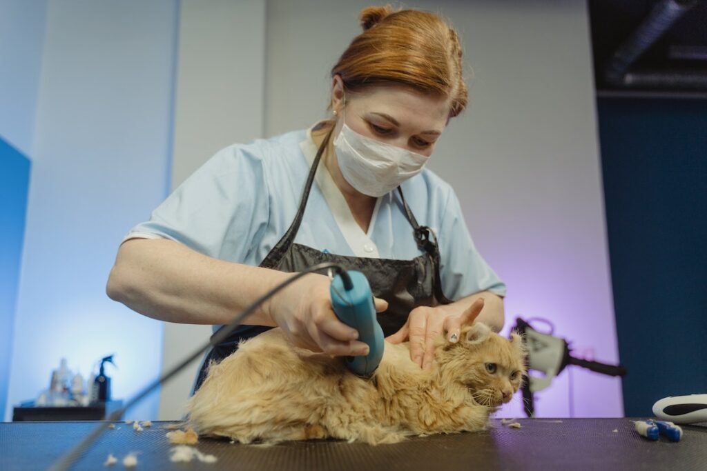 can-you-shave-a-cat-the-fur-machine