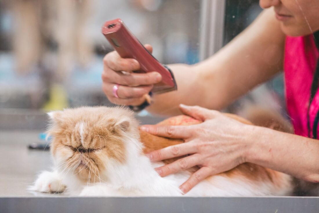 Petco Grooming Prices: How Much Will You Pay For Petco Grooming